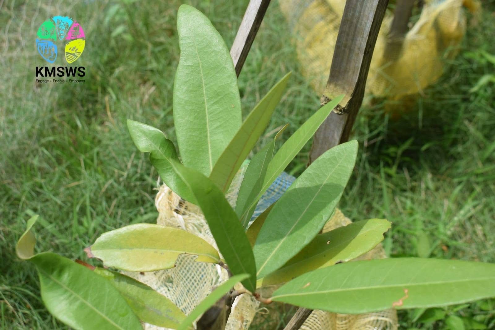 Protect the Sundarbans- Contribute 7.5 lakhs to Plant 1,600 Mangroves