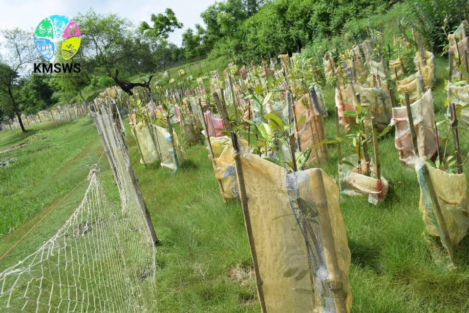 Protect the Sundarbans- Contribute 7.5 lakhs to Plant 1,600 Mangroves