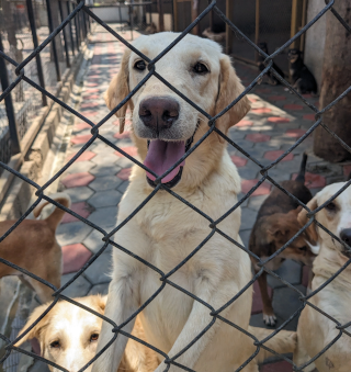 Animal Welfare - Animal Shelters