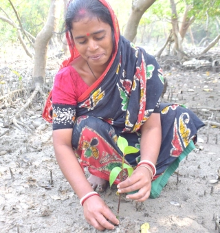 Environment - Tree Plantation